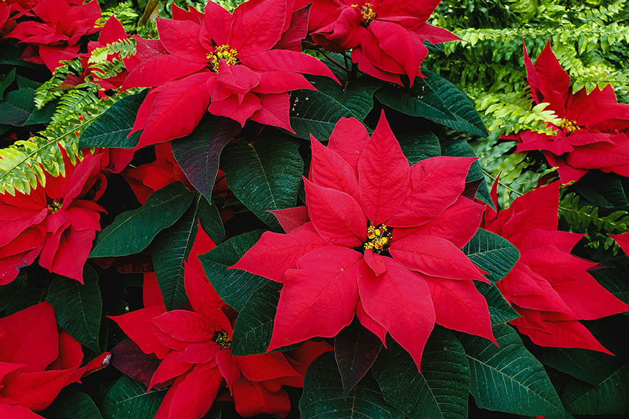Poinsettia 